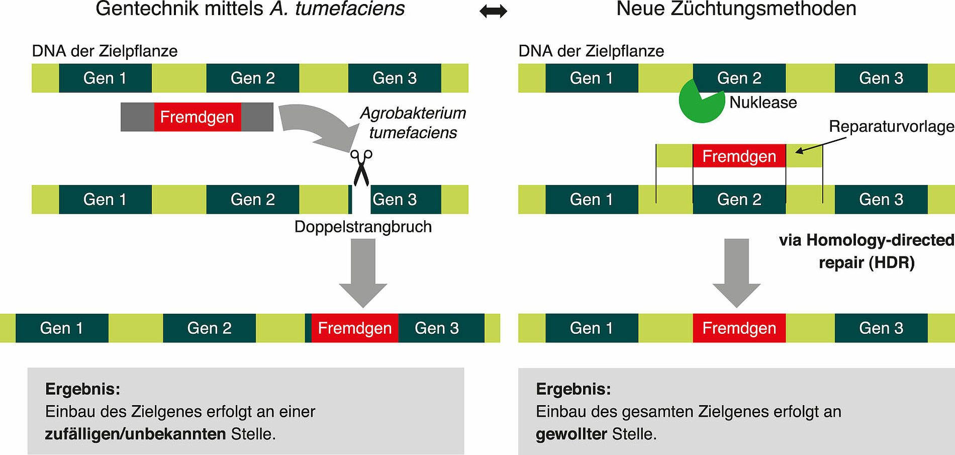 Vergleich des Genome Editing mit der „herkömmlichen Gentechnik“.